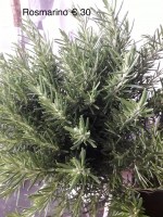 Rosmarino