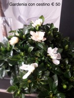 Gardenia