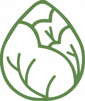 Cavolo Capuccio punta