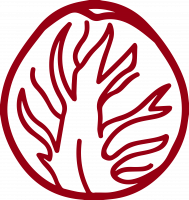 Radicchio Rosso Tondo